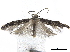  ( - BIOUG44120-E06)  @11 [ ] CreativeCommons - Attribution (2019) CBG Photography Group Centre for Biodiversity Genomics