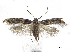  ( - BIOUG44120-F01)  @11 [ ] CreativeCommons - Attribution (2018) CBG Photography Group Centre for Biodiversity Genomics