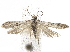  ( - BIOUG44120-G11)  @11 [ ] CreativeCommons - Attribution (2018) CBG Photography Group Centre for Biodiversity Genomics