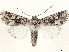  ( - BIOUG58043-C07)  @11 [ ] CreativeCommons - Attribution (2020) CBG Photography Group Centre for Biodiversity Genomics