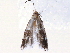  ( - BIOUG58043-F06)  @11 [ ] CreativeCommons - Attribution (2020) CBG Photography Group Centre for Biodiversity Genomics