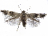  ( - BIOUG51059-E01)  @11 [ ] CreativeCommons - Attribution (2020) CBG Photography Group Centre for Biodiversity Genomics