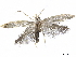  ( - BIOUG51059-F03)  @13 [ ] CreativeCommons - Attribution (2020) CBG Photography Group Centre for Biodiversity Genomics
