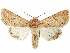  ( - BIOUG51059-H08)  @11 [ ] CreativeCommons - Attribution (2020) CBG Photography Group Centre for Biodiversity Genomics