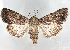  ( - BIOUG62319-A09)  @11 [ ] CreativeCommons - Attribution (2020) CBG Photography Group Centre for Biodiversity Genomics
