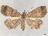  ( - BIOUG62319-B02)  @11 [ ] CreativeCommons - Attribution (2020) CBG Photography Group Centre for Biodiversity Genomics