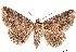 ( - BIOUG62319-B06)  @11 [ ] CreativeCommons - Attribution (2020) CBG Photography Group Centre for Biodiversity Genomics