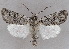  ( - BIOUG62319-B09)  @11 [ ] CreativeCommons - Attribution (2020) CBG Photography Group Centre for Biodiversity Genomics