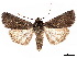  ( - BIOUG62319-C03)  @11 [ ] CreativeCommons - Attribution (2020) CBG Photography Group Centre for Biodiversity Genomics