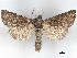  ( - BIOUG74608-C03)  @11 [ ] CreativeCommons - Attribution (2021) CBG Photography Group Centre for Biodiversity Genomics