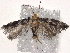  ( - BIOUG74608-E04)  @11 [ ] CreativeCommons - Attribution (2021) CBG Photography Group Centre for Biodiversity Genomics