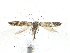  ( - BIOUG89936-A04)  @11 [ ] CreativeCommons - Attribution Share-Alike (2023) CBG Photography Group Centre for Biodiversity Genomics
