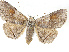  ( - BIOUG89936-G10)  @11 [ ] CreativeCommons - Attribution Share-Alike (2023) CBG Photography Group Centre for Biodiversity Genomics