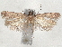  ( - BIOUG89965-C03)  @11 [ ] CreativeCommons - Attribution (2022) CBG Photography Group Centre for Biodiversity Genomics