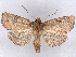  ( - BIOUG89965-G06)  @11 [ ] CreativeCommons - Attribution (2022) CBG Photography Group Centre for Biodiversity Genomics