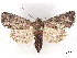  ( - BIOUG89965-H11)  @11 [ ] CreativeCommons - Attribution (2022) CBG Photography Group Centre for Biodiversity Genomics