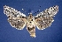  ( - KSLEP1001-17)  @11 [ ] Copyright (2017) Kenneth H Stead Canadian National Collection of Insects, Arachnids and Nematodes