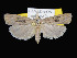  ( - KSLEP1041-17)  @14 [ ] Copyright (2017) Kenneth H Stead Canadian National Collection of Insects, Arachnids and Nematodes