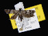  ( - KSLEP1051-17)  @13 [ ] Copyright (2017) Kenneth H Stead Canadian National Collection of Insects, Arachnids and Nematodes
