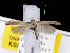  ( - KSLEP1056)  @12 [ ] Copyright (2017) Kenneth H Stead Canadian National Collection of Insects, Arachnids and Nematodes
