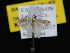  ( - KSLEP1064-17)  @13 [ ] Copyright (2017) Kenneth H Stead Canadian National Collection of Insects, Arachnids and Nematodes