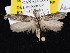  ( - KSLEP1080)  @14 [ ] Copyright (2017) Kenneth H Stead Canadian National Collection of Insects, Arachnids and Nematodes