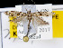  ( - KSLEP1082)  @14 [ ] Copyright (2017) Kenneth H Stead Canadian National Collection of Insects, Arachnids and Nematodes