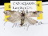  ( - KSLEP1084)  @11 [ ] Copyright (2017) Kenneth H Stead Canadian National Collection of Insects, Arachnids and Nematodes