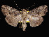  ( - KSLEP1085-17)  @14 [ ] Copyright (2017) Kenneth H Stead Canadian National Collection of Insects, Arachnids and Nematodes