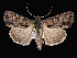  ( - KSLEP1086-17)  @14 [ ] Copyright (2017) Kenneth H Stead Canadian National Collection of Insects, Arachnids and Nematodes