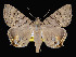 ( - KSLEP1088-17)  @14 [ ] Copyright (2017) Kenneth H Stead Canadian National Collection of Insects, Arachnids and Nematodes