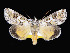  ( - KSLEP1090-17)  @12 [ ] Copyright (2017) Kenneth H Stead Canadian National Collection of Insects, Arachnids and Nematodes
