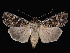  (Euxoa aberrans - KSLEP1092-17)  @14 [ ] Copyright (2017) Kenneth H Stead Canadian National Collection of Insects, Arachnids and Nematodes