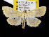  ( - KSLEP1109)  @13 [ ] Copyright (2017) Kenneth H Stead Canadian National Collection of Insects, Arachnids and Nematodes