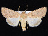  ( - KSLEP1138)  @11 [ ] Copyright (2017) Kenneth H Stead Canadian National Collection of Insects, Arachnids and Nematodes