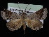  (Bleptina muricolor - KSLEP1245)  @11 [ ] Copyright (2018) Kenneth H Stead Canadian National Collection of Insects, Arachnids and Nematodes