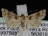  (Bleptina aerialis - KSLEP1246)  @11 [ ] Copyright (2018) Kenneth H Stead Canadian National Collection of Insects, Arachnids and Nematodes
