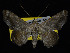  ( - KSLEP1250)  @11 [ ] Copyright (2018) Kenneth H Stead Canadian National Collection of Insects, Arachnids and Nematodes