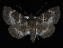  ( - KSLEP1255)  @11 [ ] Copyright (2018) Kenneth H Stead Canadian National Collection of Insects, Arachnids and Nematodes