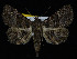  ( - KSLEP1268)  @13 [ ] Copyright (2018) Kenneth H Stead Canadian National Collection of Insects, Arachnids and Nematodes