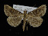  ( - KSLEP1269)  @11 [ ] Copyright (2018) Kenneth H Stead Canadian National Collection of Insects, Arachnids and Nematodes