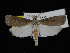  ( - KSLEP1286)  @14 [ ] Copyright (2018) Kenneth H Stead Canadian National Collection of Insects, Arachnids and Nematodes