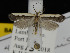  ( - KSLEP1291)  @13 [ ] Copyright (2018) Kenneth H Stead Canadian National Collection of Insects, Arachnids and Nematodes