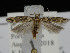  ( - KSLEP1294)  @11 [ ] Copyright (2018) Kenneth H Stead Canadian National Collection of Insects, Arachnids and Nematodes