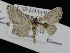  ( - KSLEP1314)  @11 [ ] Copyright (2018) Kenneth H Stead Canadian National Collection of Insects, Arachnids and Nematodes