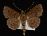  ( - KSLEP1430)  @11 [ ] Copyright (2019) Kenneth H Stead Canadian National Collection of Insects, Arachnids and Nematodes