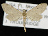  ( - KSLEP1450)  @11 [ ] Copyright (2019) Kenneth H Stead Canadian National Collection of Insects, Arachnids and Nematodes