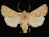  ( - KSLEP1454)  @11 [ ] Copyright (2019) Kenneth H Stead Canadian National Collection of Insects, Arachnids and Nematodes