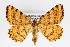 (Speranza brunneata - KS0188)  @14 [ ] Unspecified (default): All Rights Reserved  Unspecified Unspecified