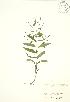  ( - KSR 003)  @11 [ ] Copyright (2009) Unspecified University of Guelph BIO Herbarium